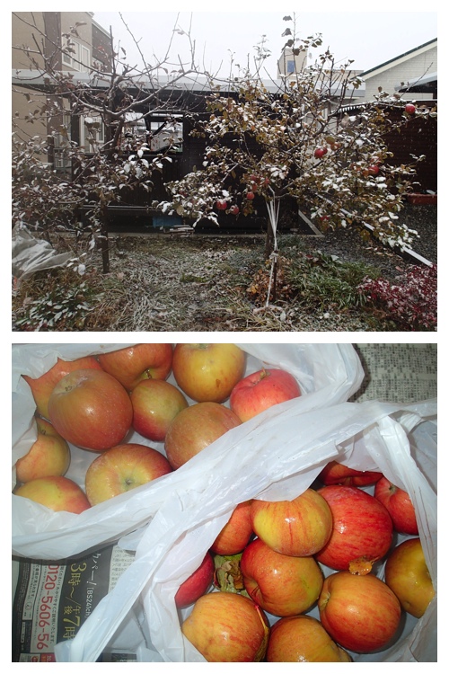 apple_harvest
