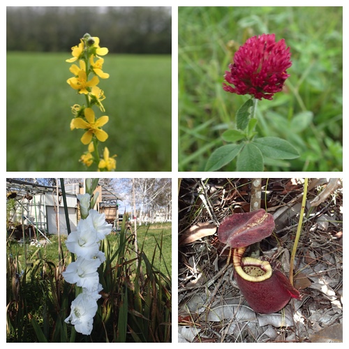 Field flowers