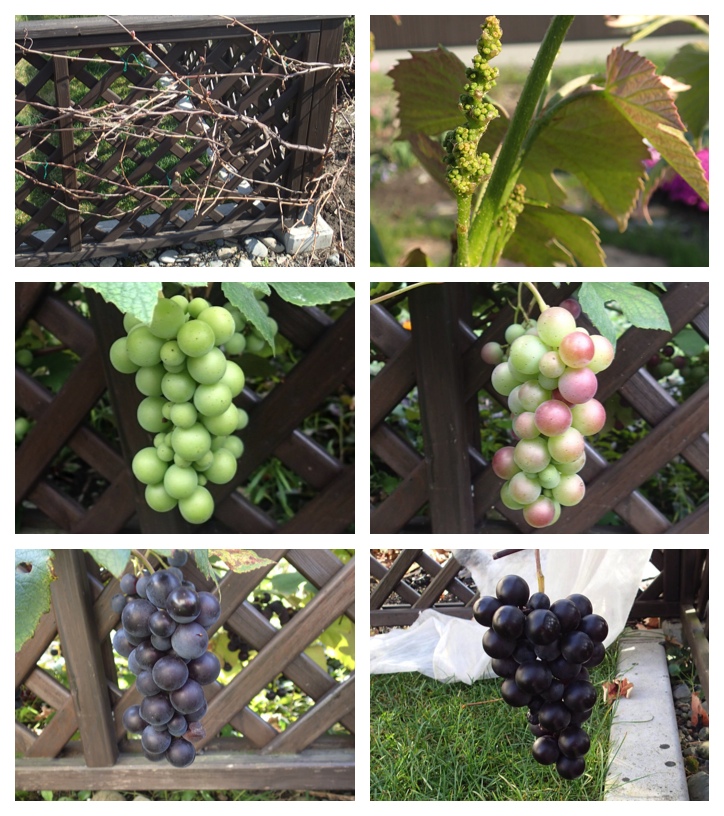 grapes_2013