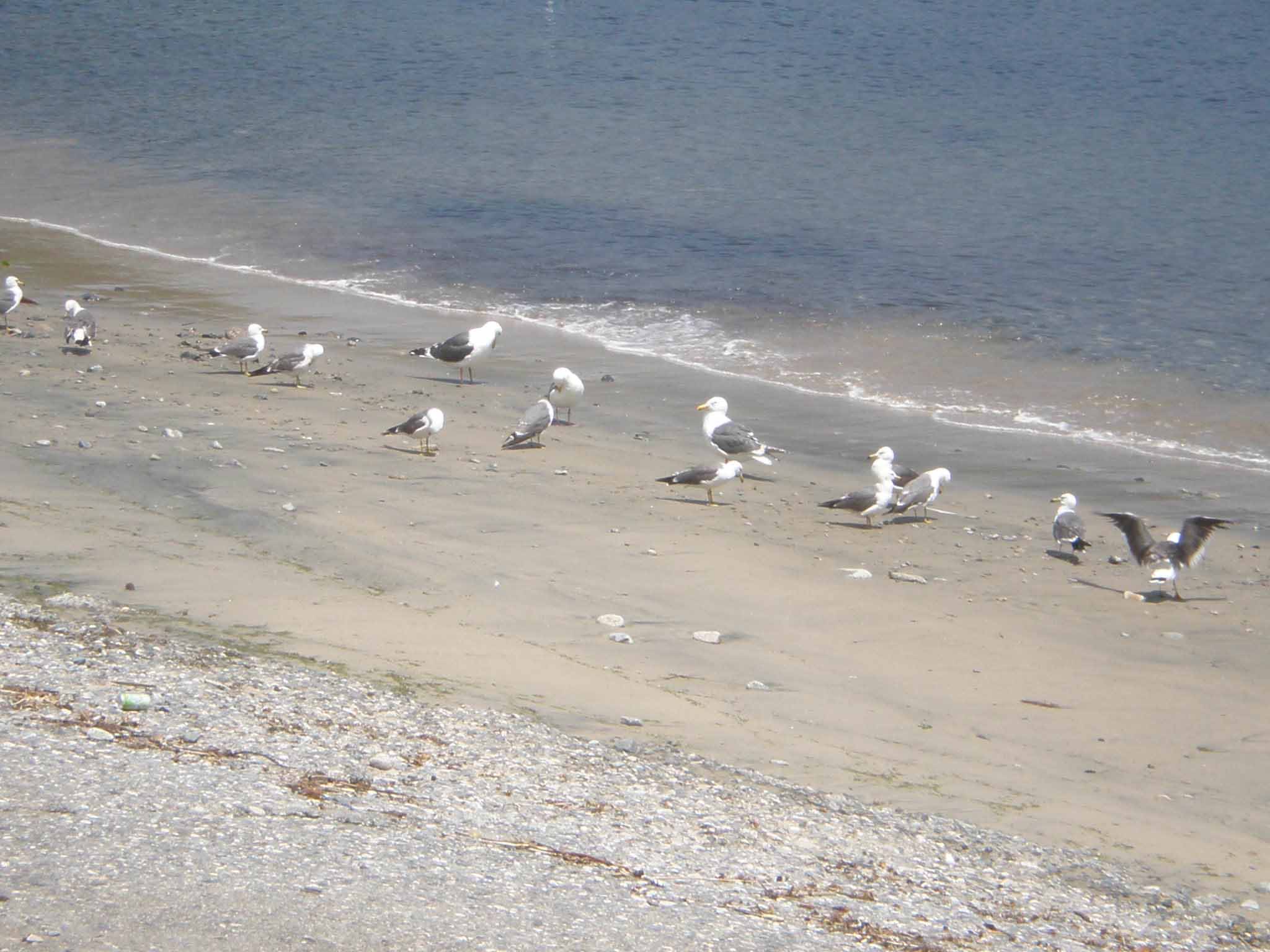 Japanese_gulls