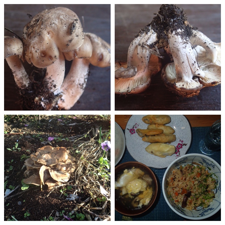 Mushroom from my garden