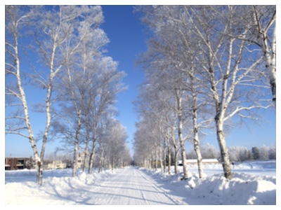 white_birch_winter