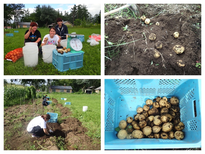 potato yield survey 3