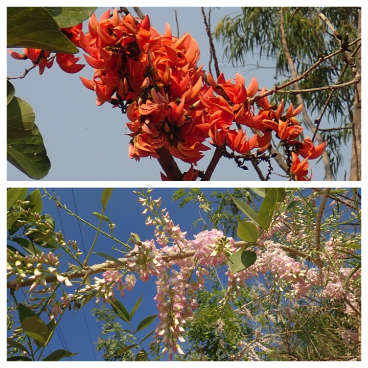 Yezin_red_flowers