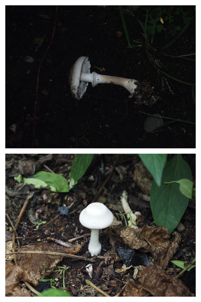 Mushroom_211001_1
