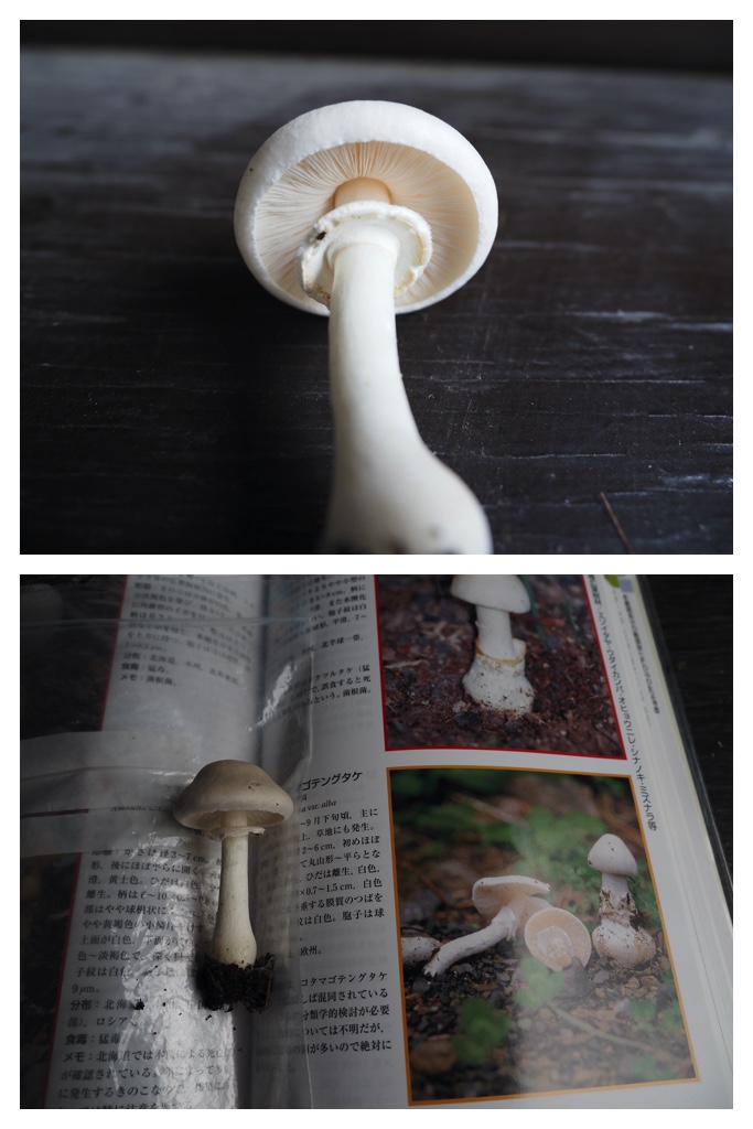 Mushroom_211001_2