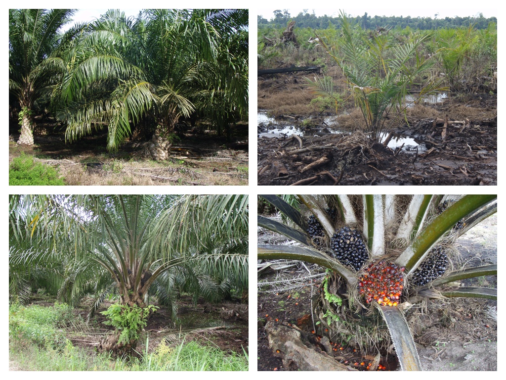 Oil_palm_trees