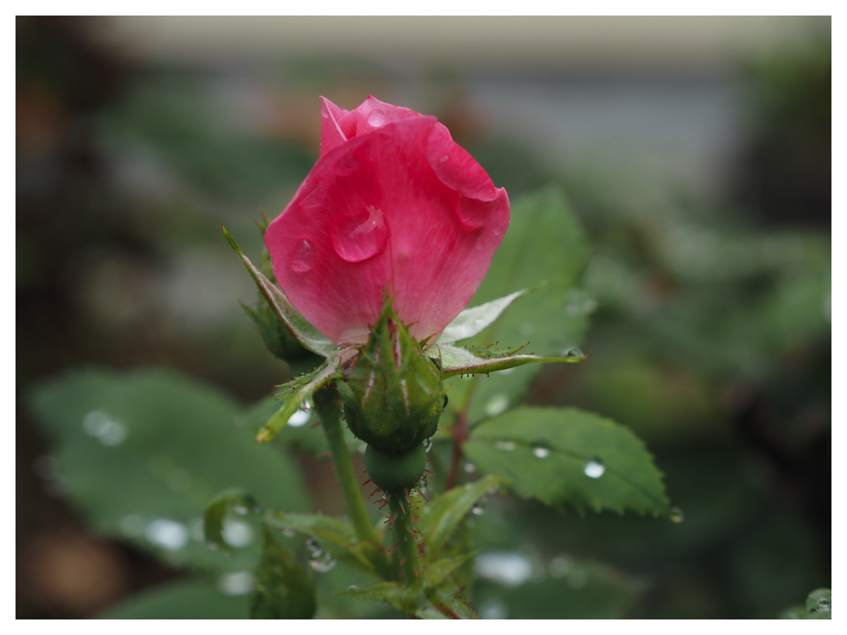 Pink_rose_1