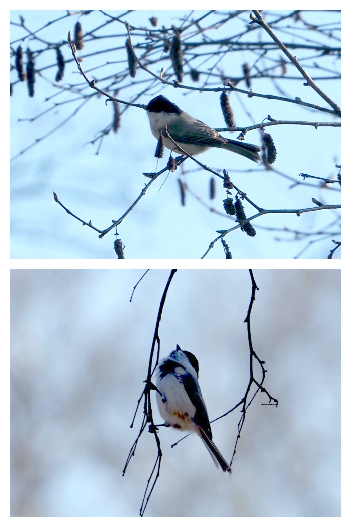 Birds_221122_1