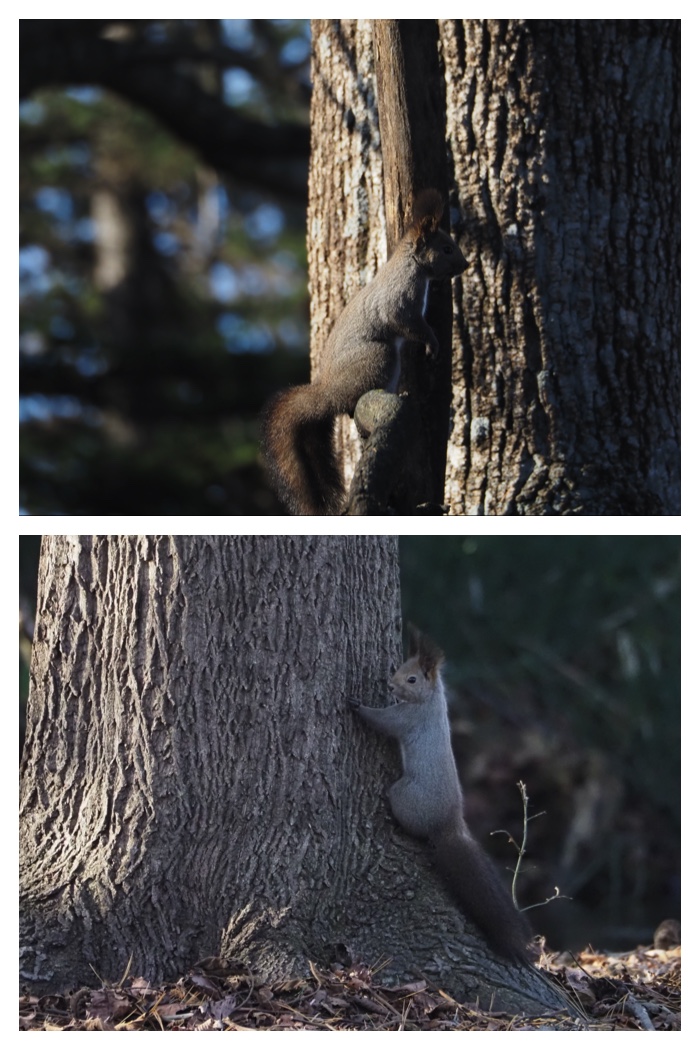Squirrel_221125_3