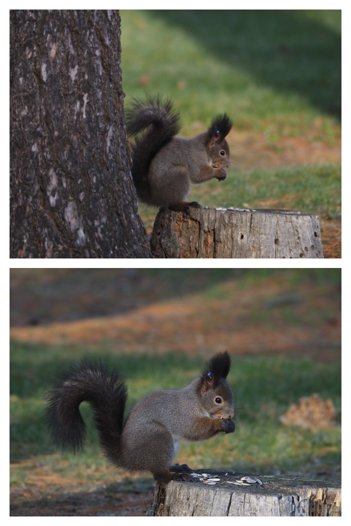 Squirrel_221125_6