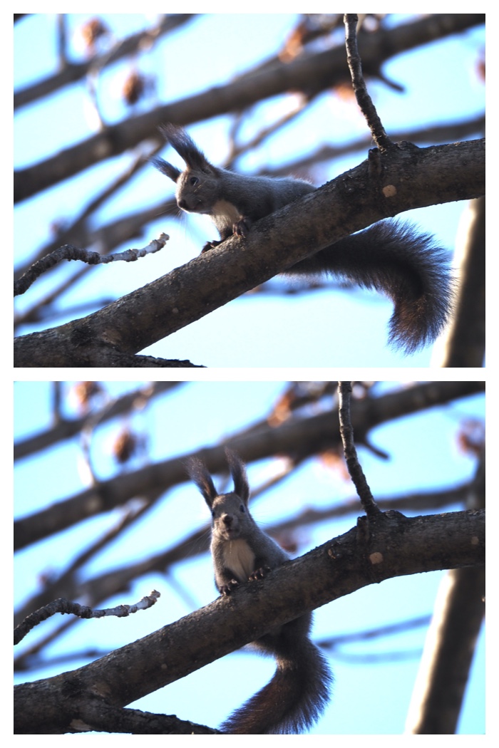Squirrels_birds_221212_9