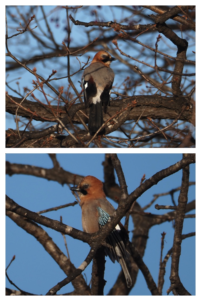 Walking_birds_221209_1