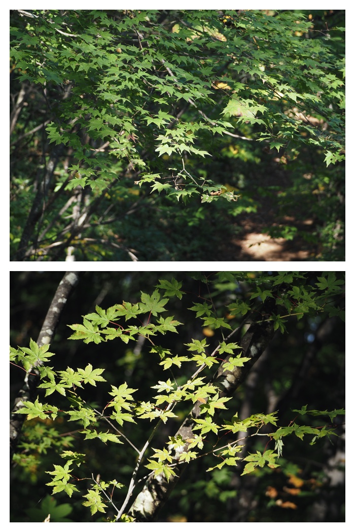 Arashiyama_220929_20