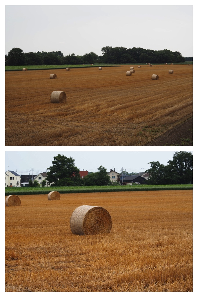 2023-07-24_Wheat-straw_2