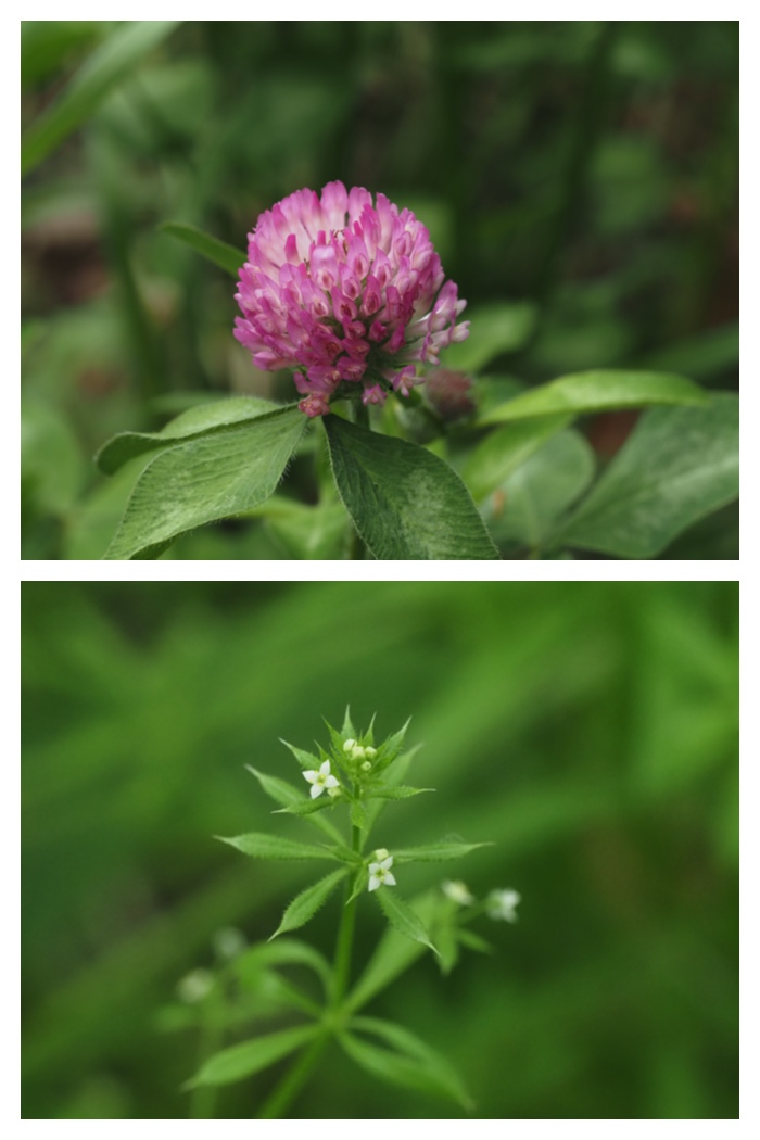 Forest_flowers_230602_13