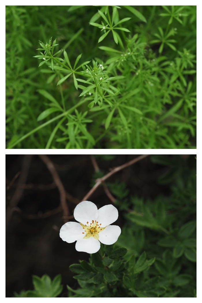 Forest_flowers_230602_14