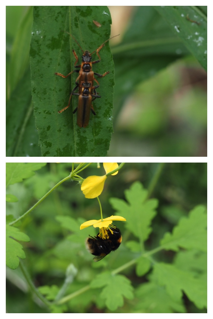 Forest_flowers_230602_4