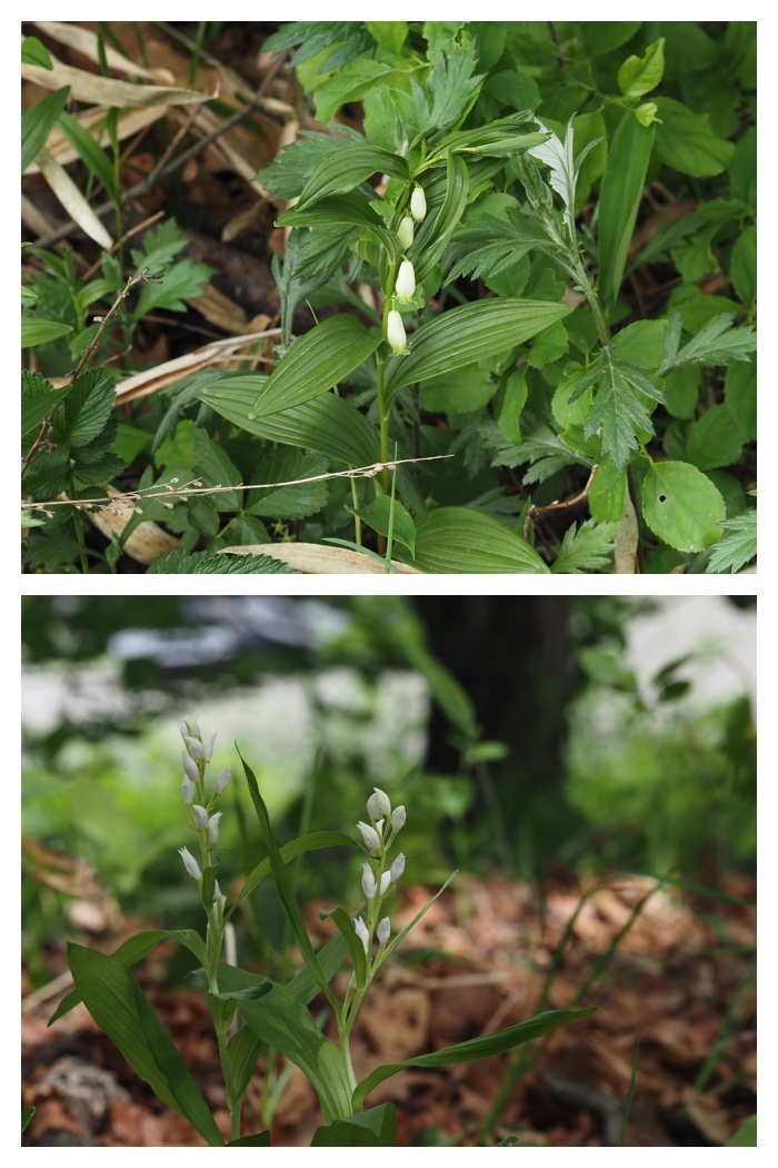 Forest_flowers_230602_6