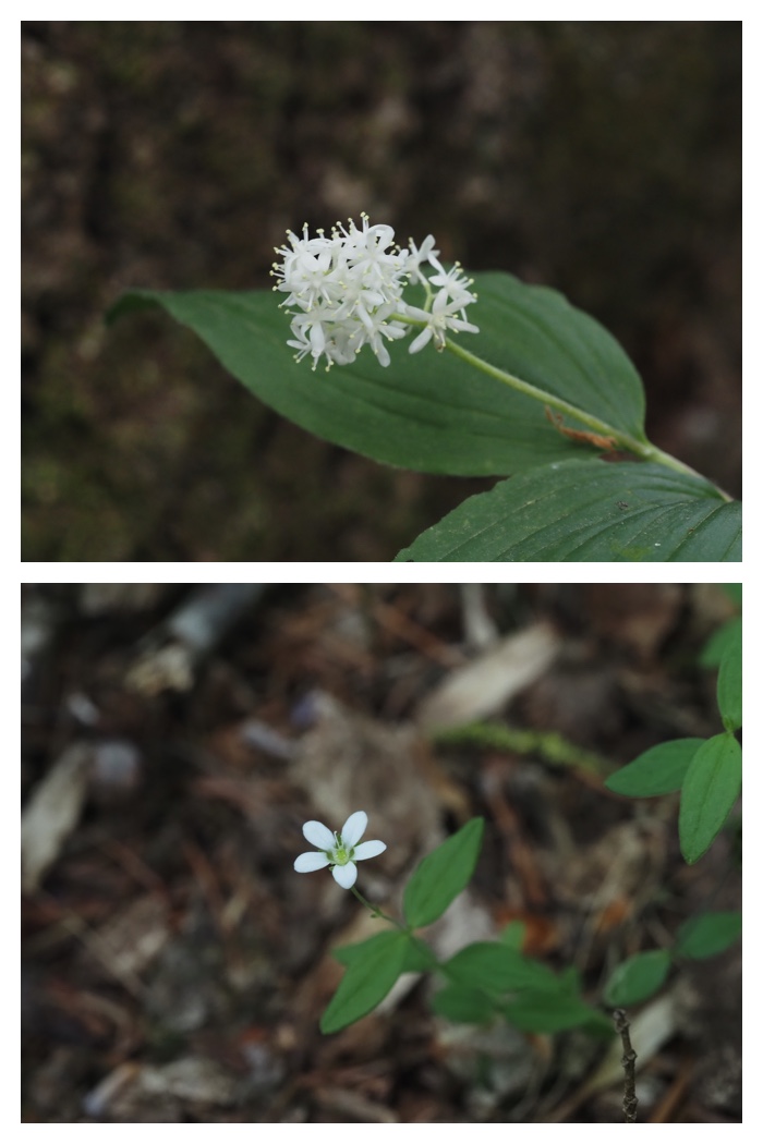 Forest_flowers_230602_9