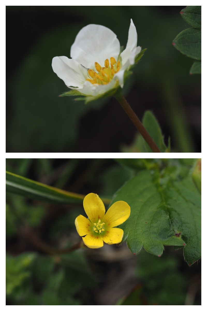 June-flowers_230602_13