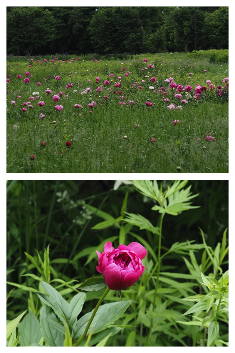 Tokachi-Hills_230613_12