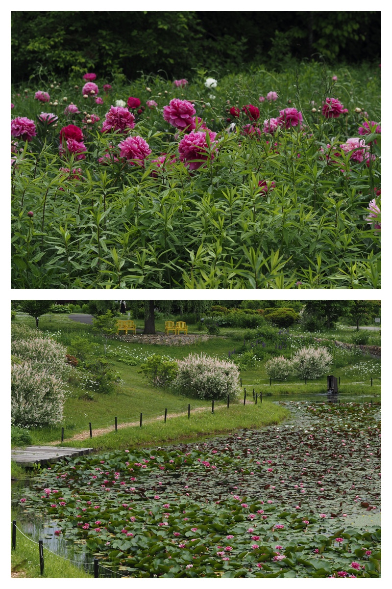 Tokachi-Hills_230613_14