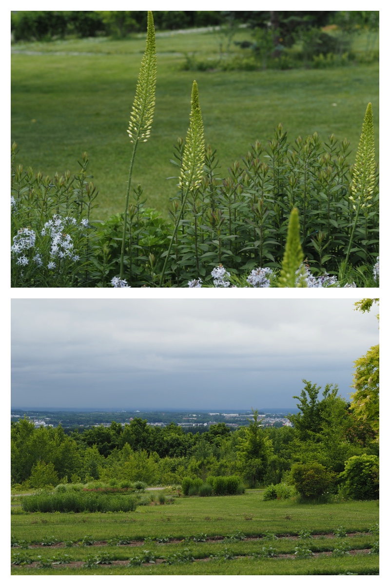 Tokachi-Hills_230613_24