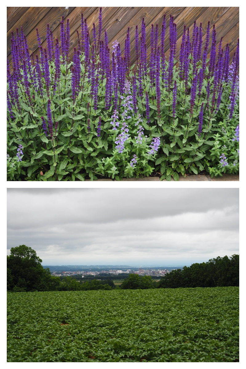 Tokachi-Hills_230613_5