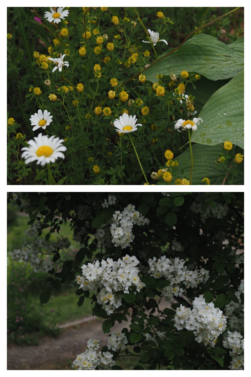 Tokachi-hills_230624_26