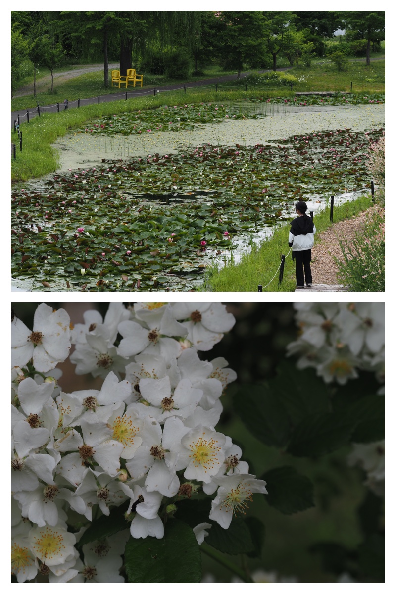 Tokachi-hills_230624_33