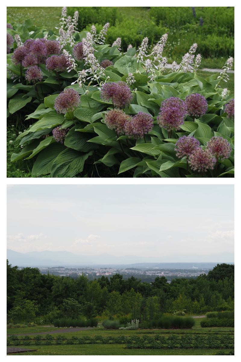 Tokachi-hills_230624_7