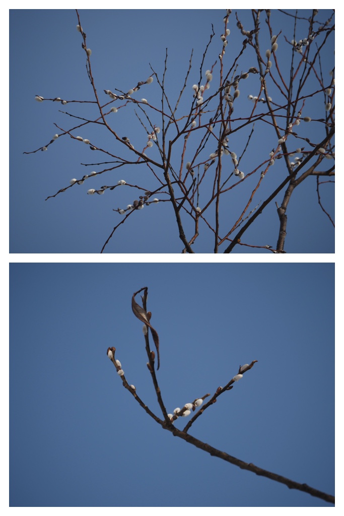 Winter_buds_230301_10