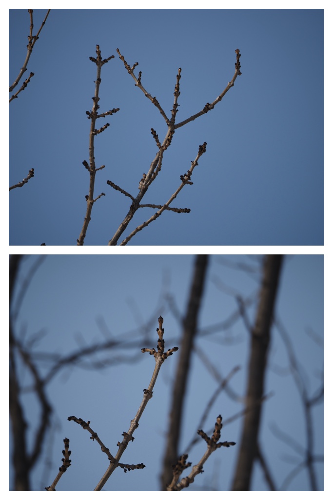 Winter_buds_230301_4