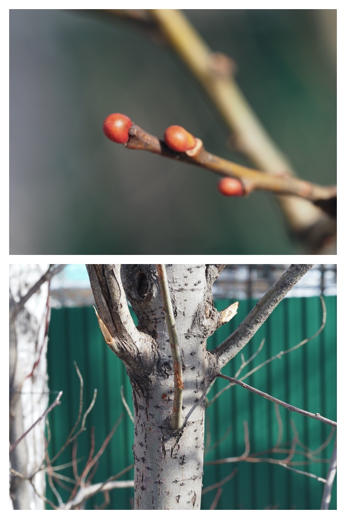 Winter_buds_230314_11