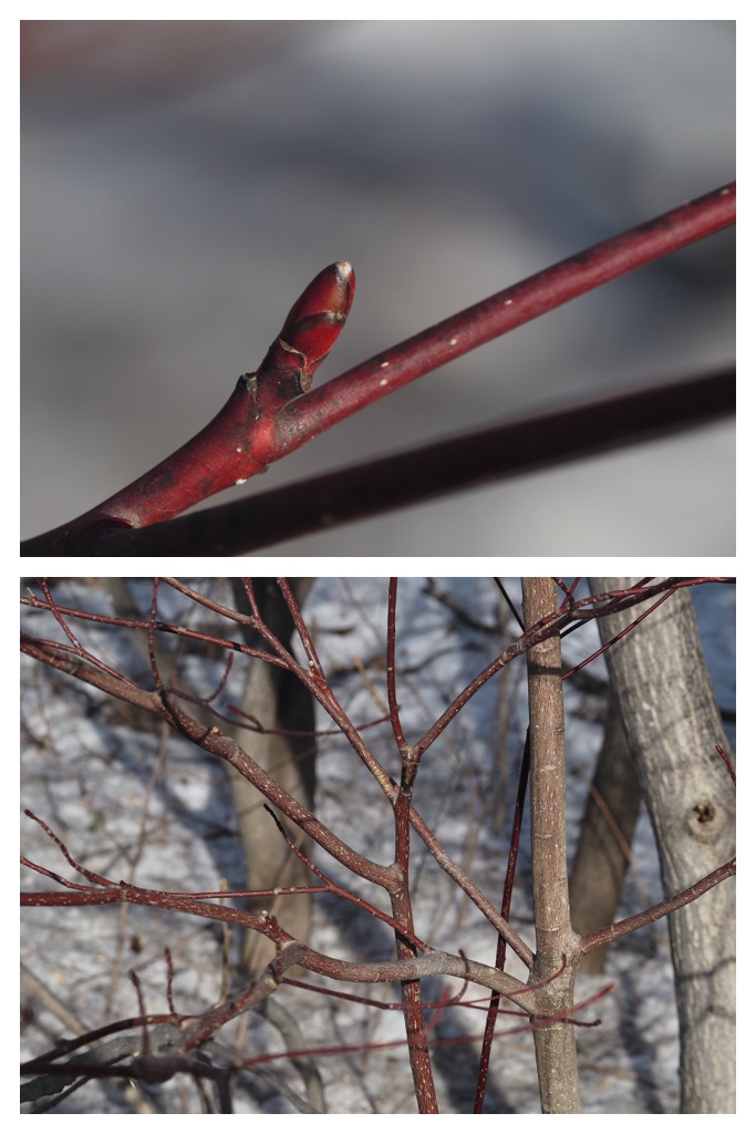 Winter_buds_230314_12