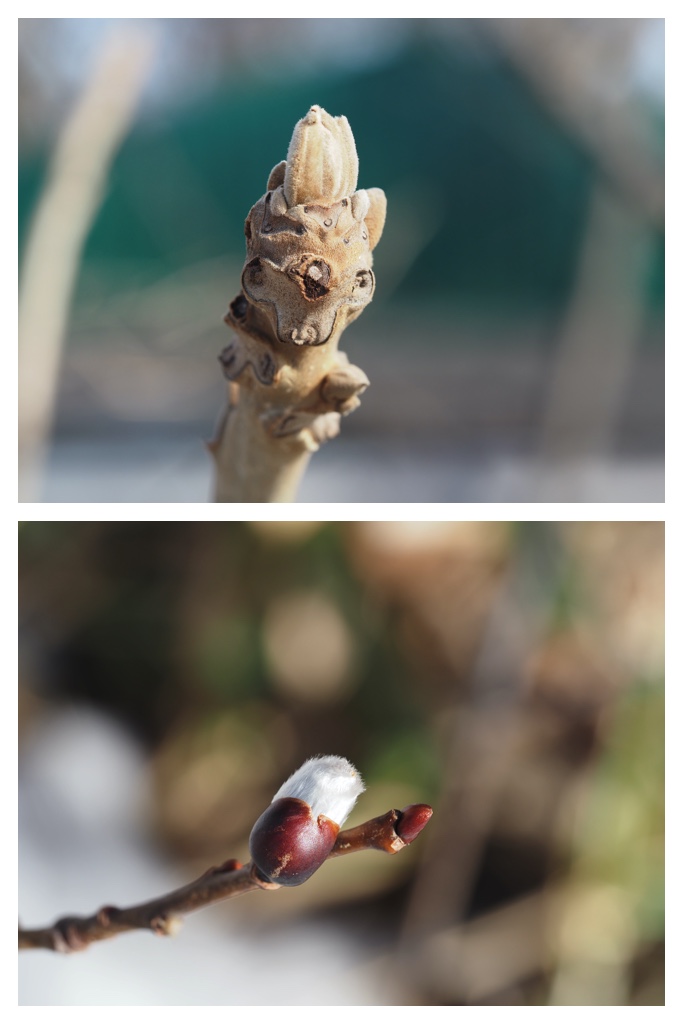 Winter_buds_230314_13