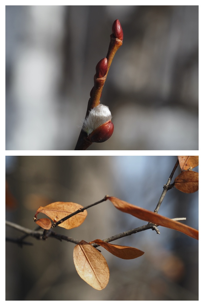 Winter_buds_230314_14