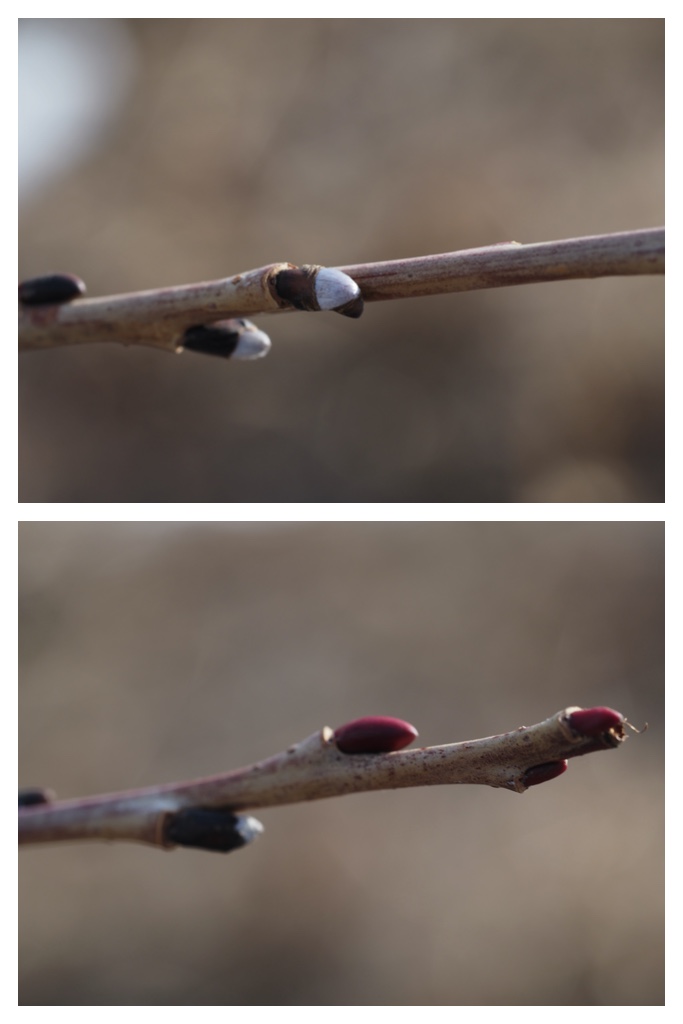 Winter_buds_230314_19