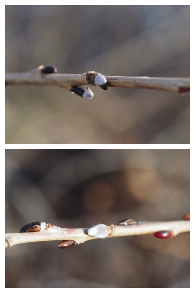 Winter_buds_230314_20