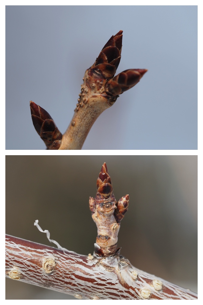 Winter_buds_230314_4