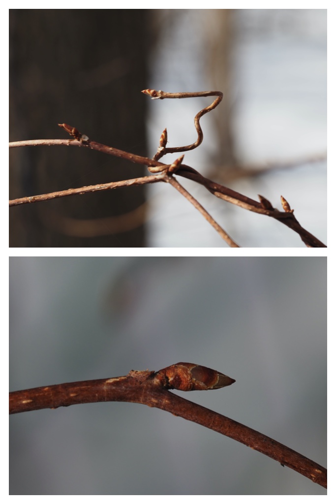 Winter_buds_230314_8