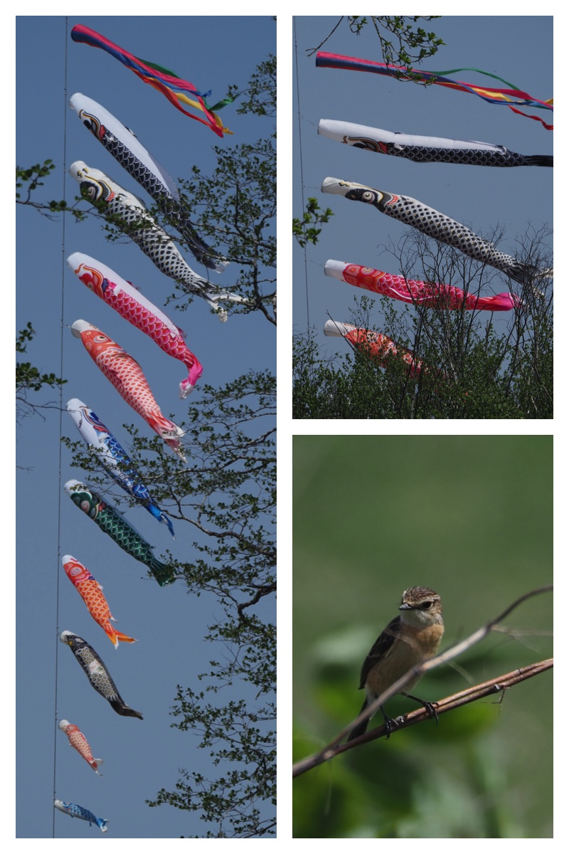 Carp-streamer_230505_1