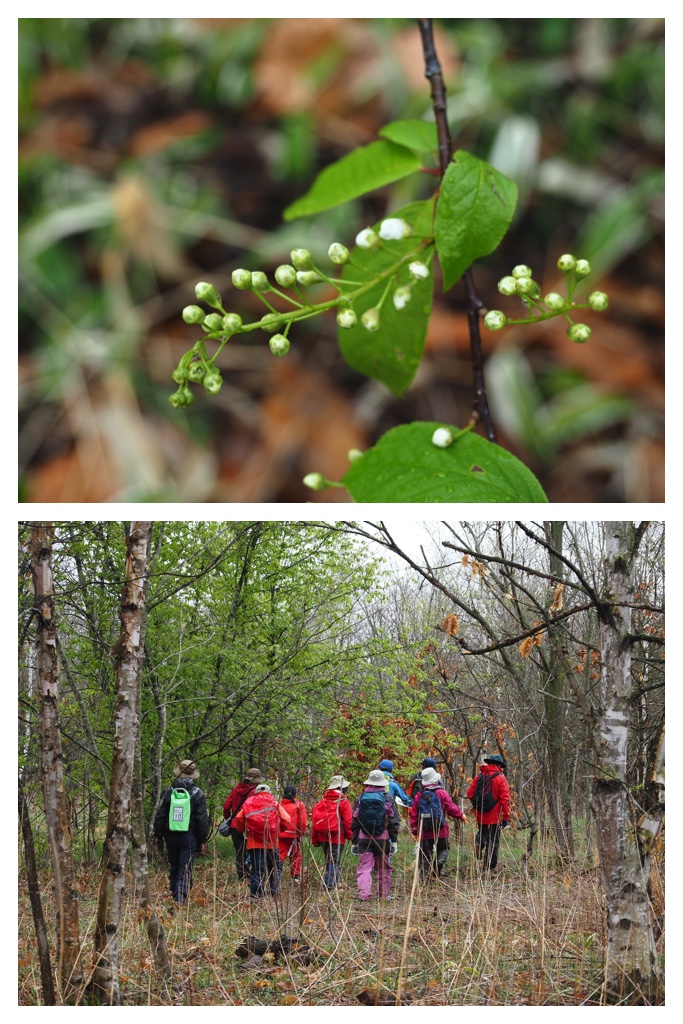 Forest-hike_230430_2