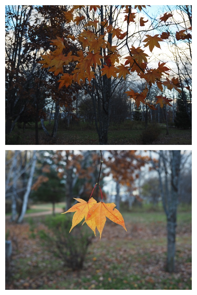 231107_Autumn-colors_1