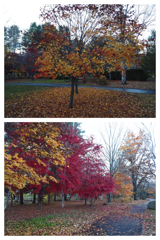 231107_Autumn-colors_4