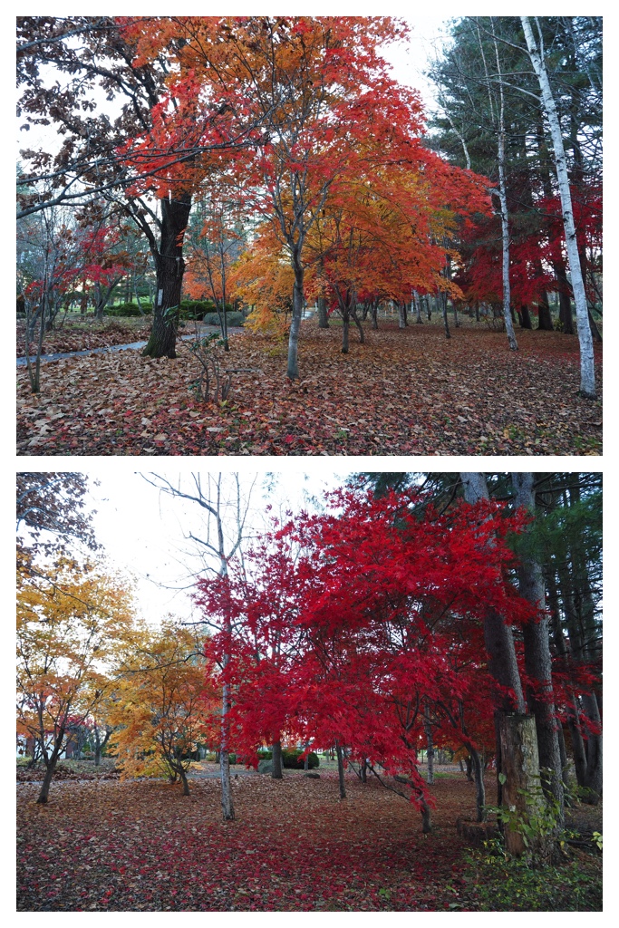 231107_Autumn-colors_5
