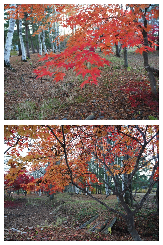 231107_Autumn-colors_6