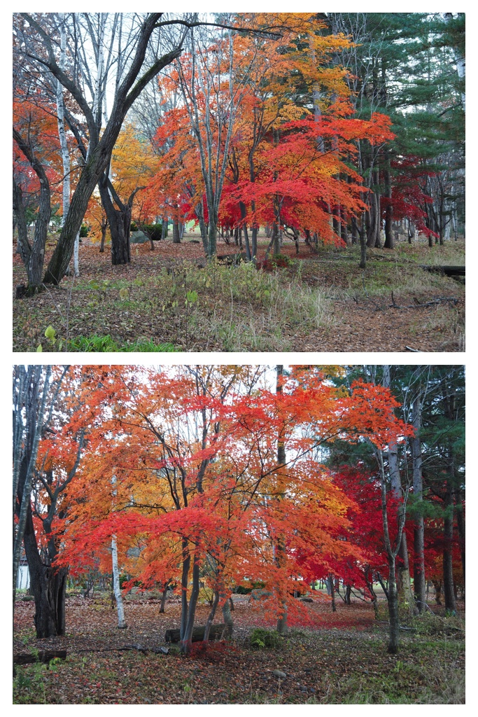 231107_Autumn-colors_7