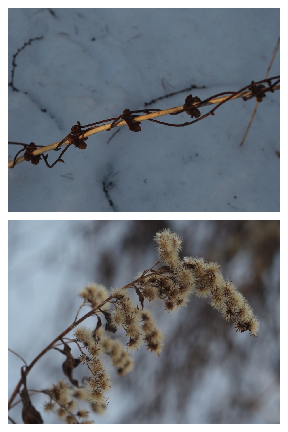 240130_Winterbuds_10